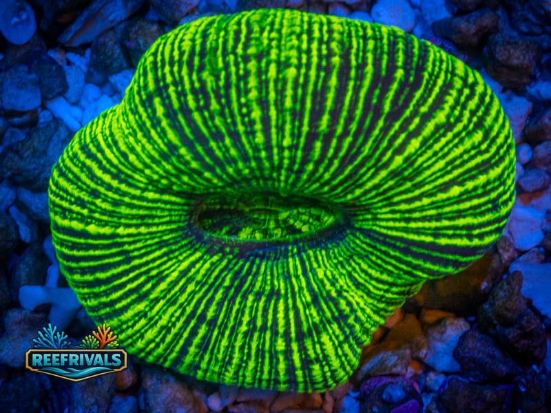 TG Neon Green Trachy coral image from ReefRivals, listed as Trachyphyllia sp. and LPS Fleshy
