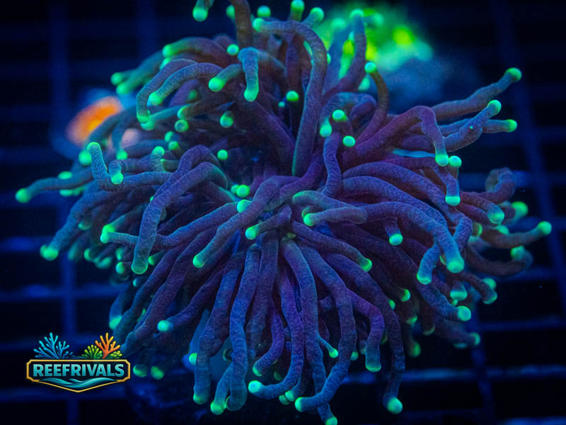 QCC Blacklight Torch coral image from ReefRivals, listed as Euphyllia glabrescens and Torches