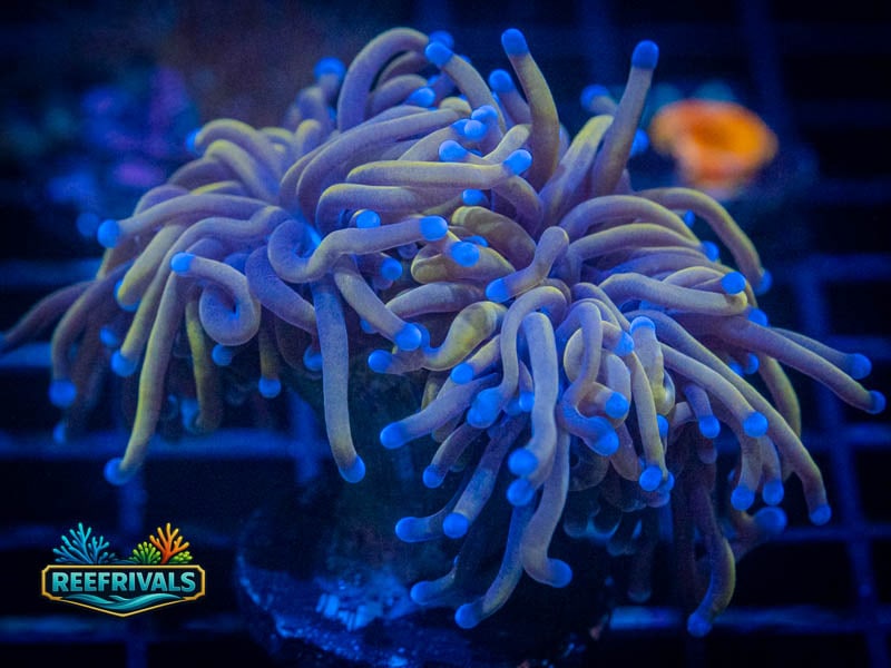 TG New York Knicks Torch (2 Heads) coral image from ReefRivals, listed as Euphyllia glabrescens and Torches