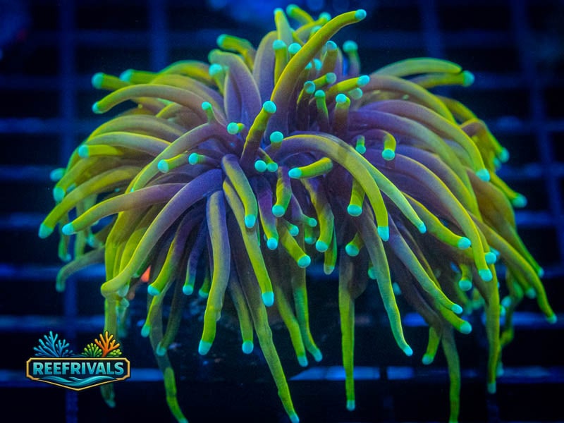 TSA Dragon Soul Torch WYSIWYG coral image | ReefRivals TSA Dragon Soul Torch coral image from ReefRivals, listed as Euphyllia glabrescens and Torches