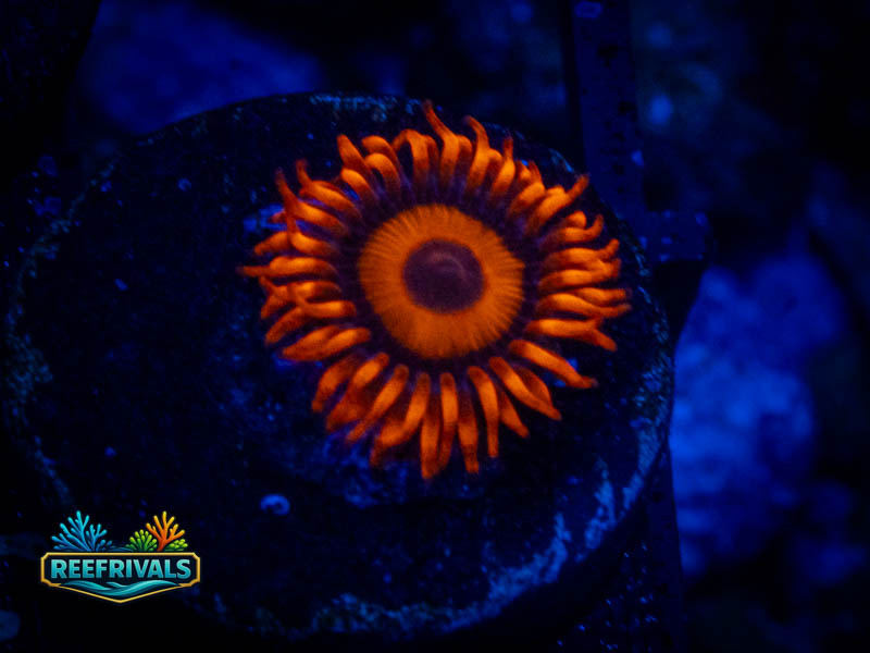 ECC Orang Oxide Zoa coral image from ReefRivals, listed as Zoanthus sp. and Zoas