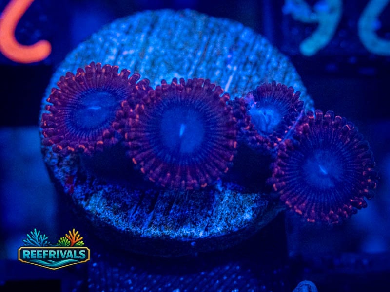 QCC Spiderman Zoa coral image from ReefRivals, listed as Zoanthus sp. and Zoas