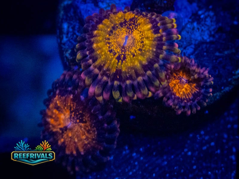 WWC Pandora Zoa coral image from ReefRivals, listed as Zoanthus sp. and Zoas