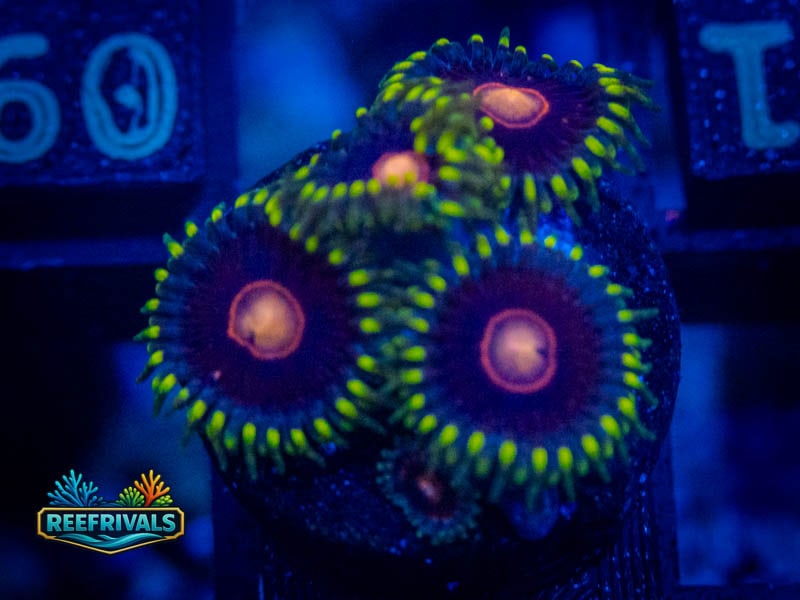 WWC Peacock Nipple Zoa coral image from ReefRivals, listed as Zoanthus sp. and Zoas