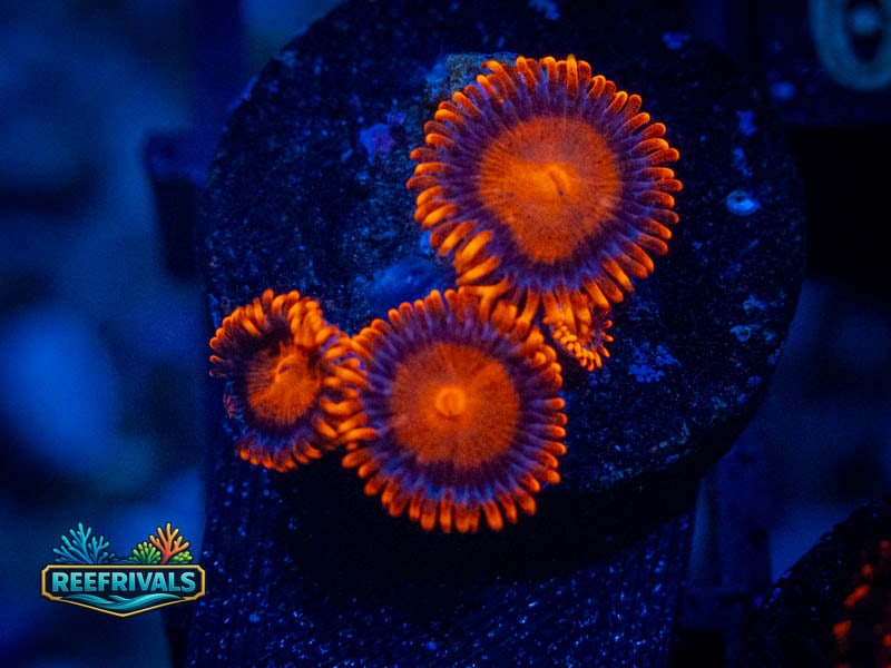 TSA Bam Bam Zoa coral image from ReefRivals, listed as Zoanthus sp. and Zoas