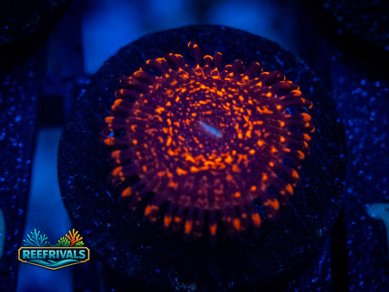 Nightmare 2.0 Zoa coral image from ReefRivals, listed as Zoanthus sp. and Zoas