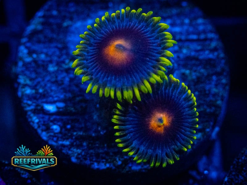 RS Blue Daisys Zoa coral image from ReefRivals, listed as Zoanthus sp. and Zoas