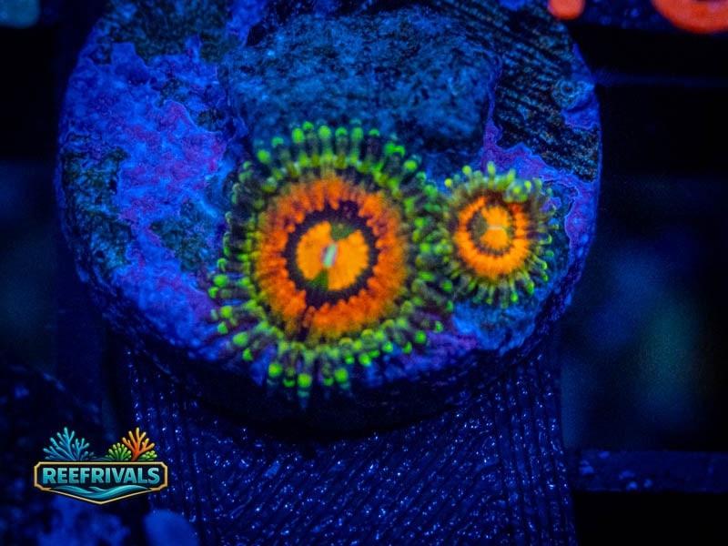 TSA Rainbow Incinerator Zoa coral image from ReefRivals, listed as Zoanthus sp. and Zoas