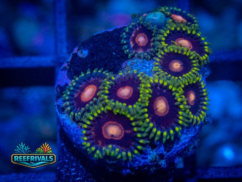 WWC Peacock Nipple Zoa (Mini Colony) coral image from ReefRivals, listed as Zoanthus sp. and Zoas