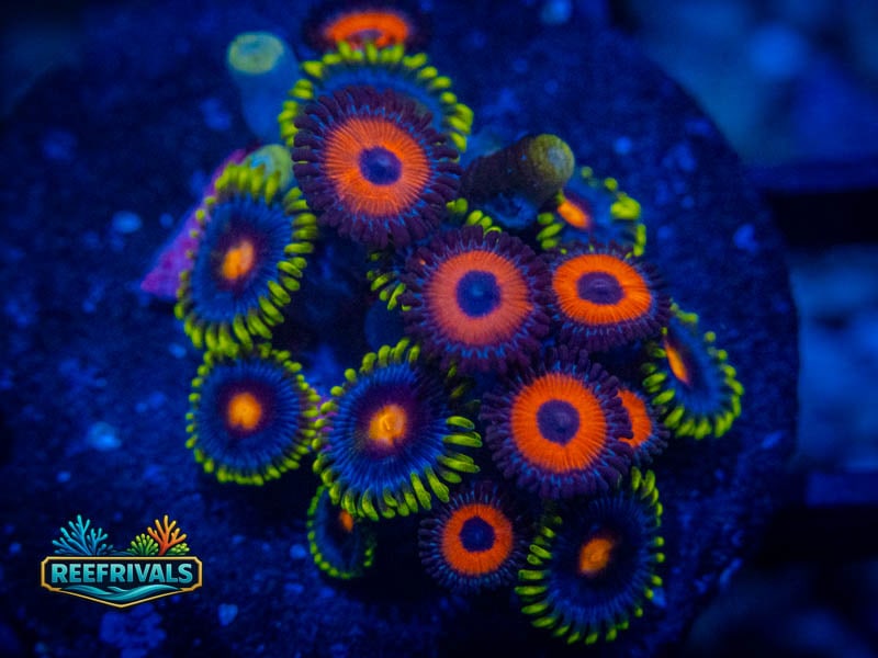 WWC Peacock Nipple Zoa Combo (Mini Colony) coral image from ReefRivals, listed as Zoanthus sp. and Zoas