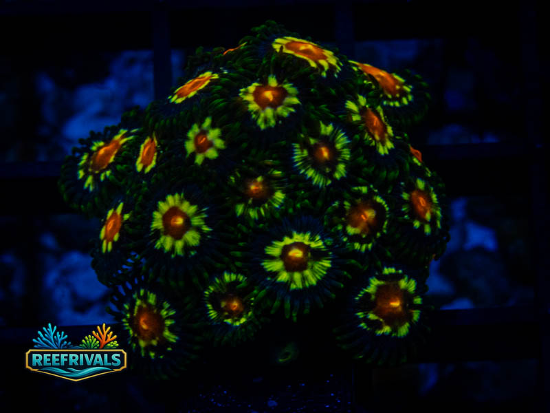 Daisy Cutter Zoa (Colony) coral image from ReefRivals, listed as Zoanthus sp. and Zoas