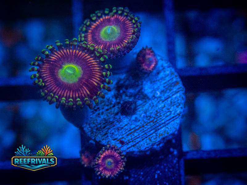 TG Candy Apple Zoa coral image from ReefRivals, listed as Zoanthus sp. and Zoas