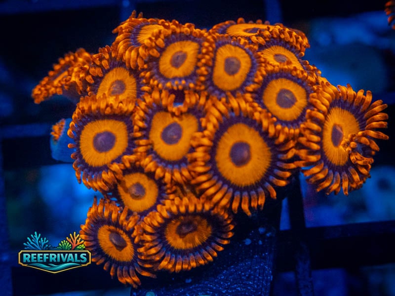 ECC Orange Oxide Zoa Colony coral image from ReefRivals, listed as Zoanthus sp. and Zoas