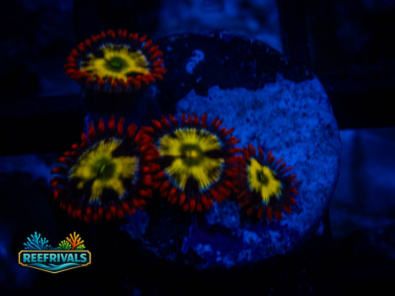 CA Screaming Hawks Zoa WYSIWYG coral image | ReefRivals CA Screaming Hawks Zoa coral image from ReefRivals, listed as Zoanthus sp. and Zoas