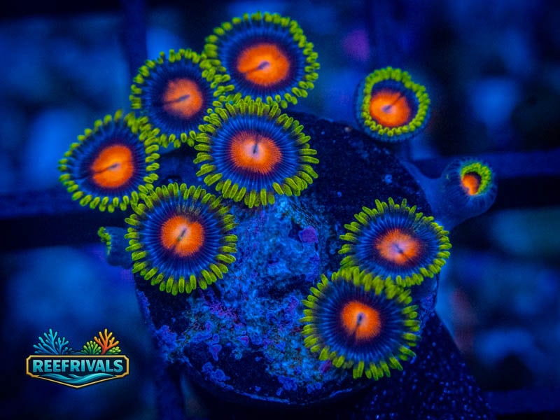 CS Yellow Brick Road Zoa coral image from ReefRivals, listed as Zoanthus sp. and Zoas