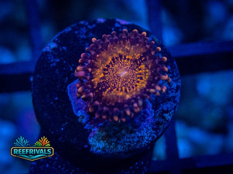 WWC Pandora Zoa coral image from ReefRivals, listed as Zoanthus sp. and Zoas