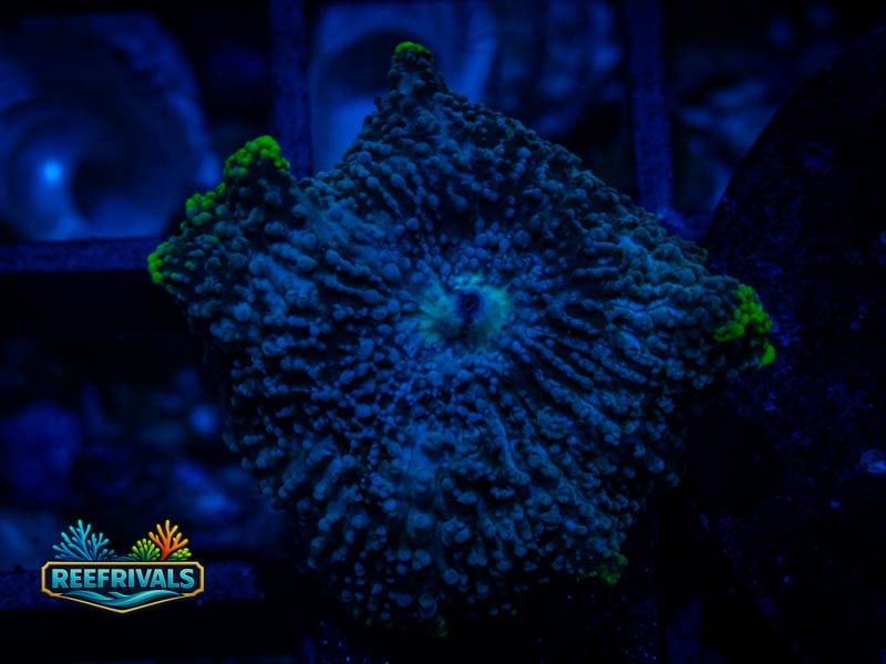 RVL Green Rim Rhodactis Mushroom coral image from ReefRivals, listed as Discosoma sp. and Mushrooms