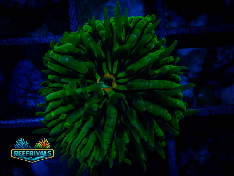 RVL Ultra Fungia coral image from ReefRivals, listed as Fungia sp. and LPS Fleshy