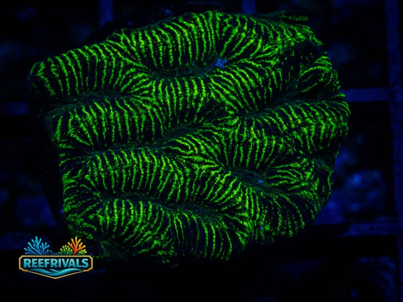 JF High Voltage Platygyra coral image from ReefRivals, listed as Platygyra sp. and Encrusting