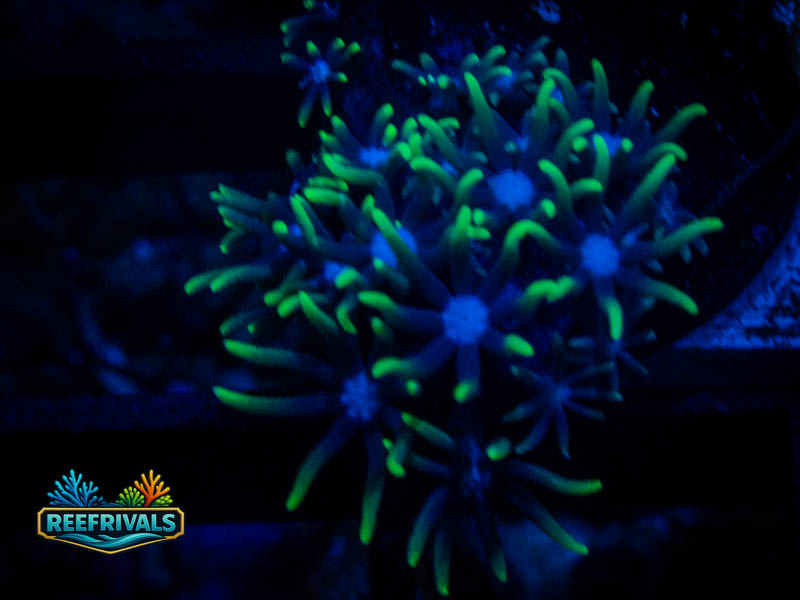 QCC Green Star Polyps coral image from ReefRivals, listed as Briareum sp. and Soft Coral