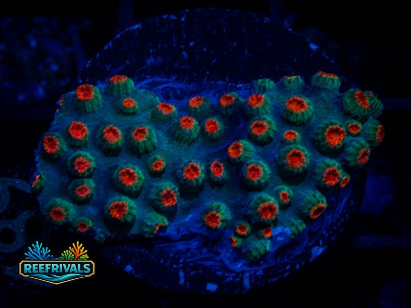 ARC Meteor Shower Cyphastrea coral image from ReefRivals, listed as Cyphastrea sp. and Encrusting