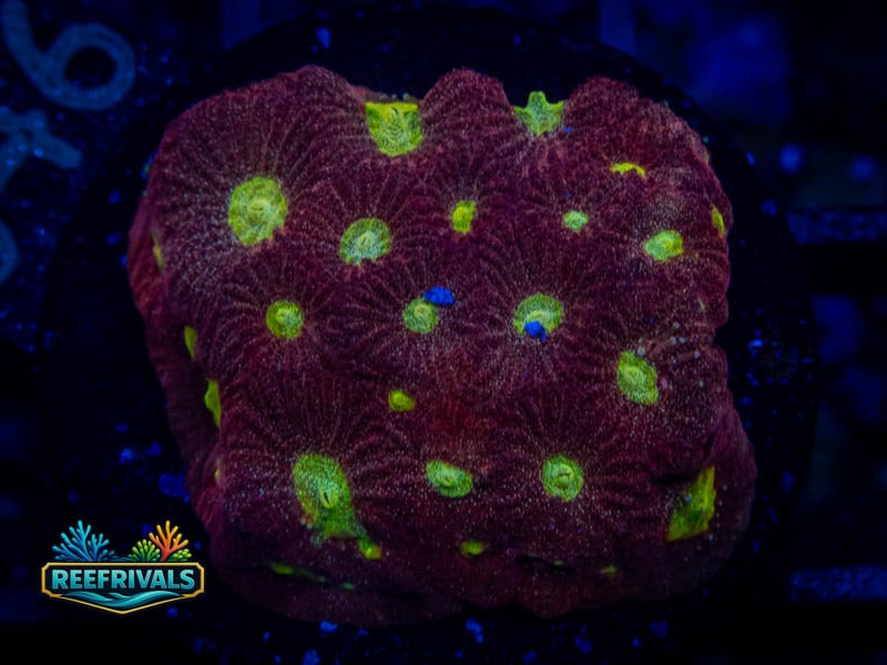 RS Red War Favia WYSIWYG coral image | ReefRivals RS Red War Favia coral image from ReefRivals, listed as Favia sp. and Favias