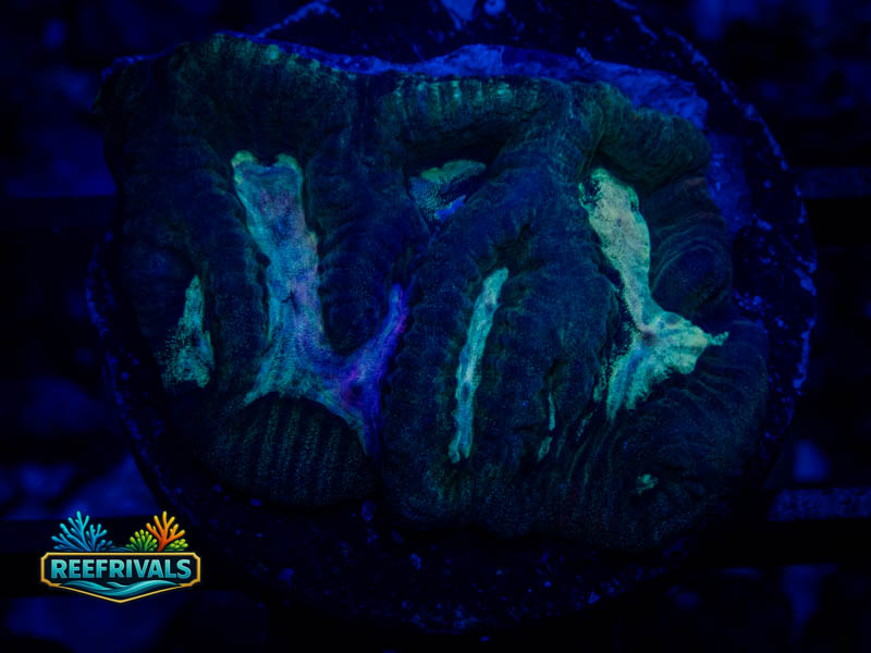 WWC Pink and Emerald Platy coral image from ReefRivals, listed as Platygyra sp. and Encrusting