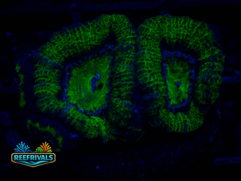 ARC Double Green Acan WYSIWYG coral image | ReefRivals ARC Double Green Acan coral image from ReefRivals, listed as Micromussa sp. and Acans