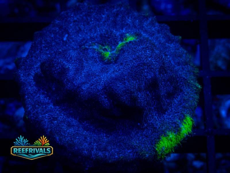 TSA Blueberry Haze Psammocora coral image from ReefRivals, listed as Psammocora sp. and Encrusting