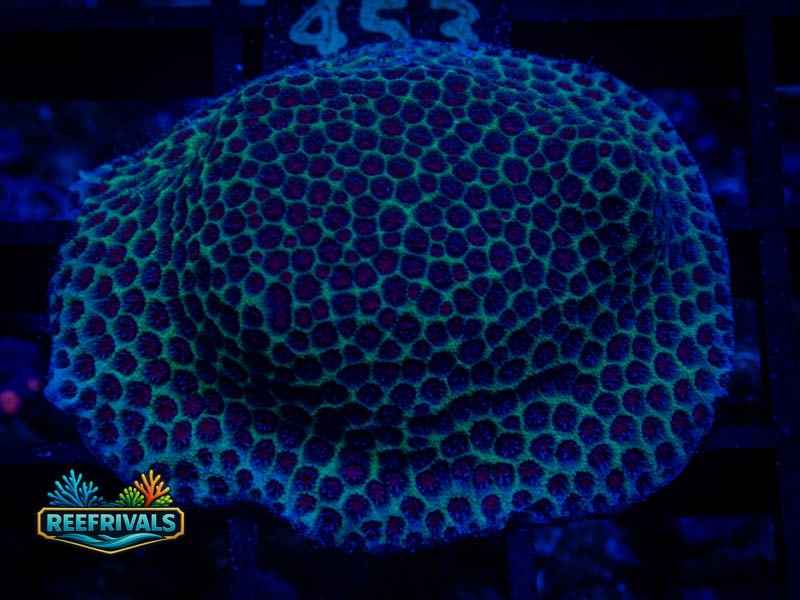 RVL Toxic Porites coral image from ReefRivals, listed as Porites sp. and SPS Branching