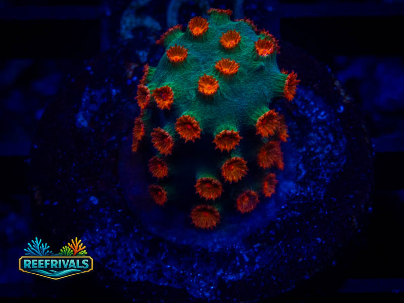 TG Meteor Shower Cyphastrea coral image from ReefRivals, listed as Cyphastrea sp. and Encrusting