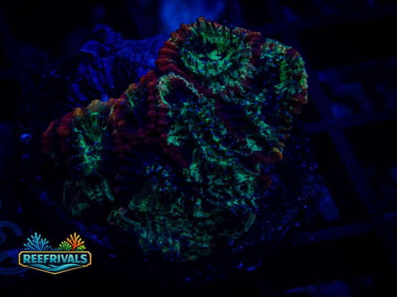 RVL Lava Rim Favia coral image from ReefRivals, listed as Favia sp. and Favias