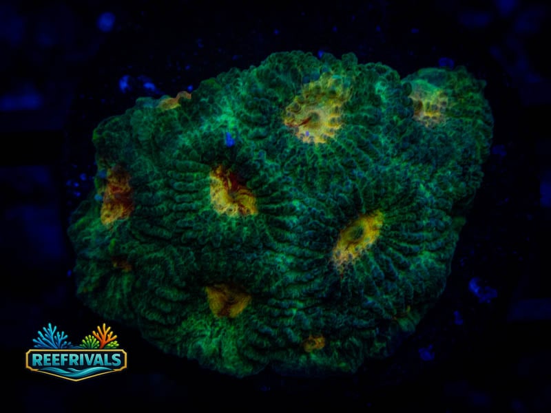 RMF Paradise Favia coral image from ReefRivals, listed as Favia sp. and Favias