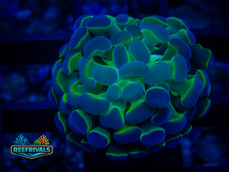 TSA Blue Hologram Hammer coral image from ReefRivals, listed as Fimbriaphyllia ancora and Hammers