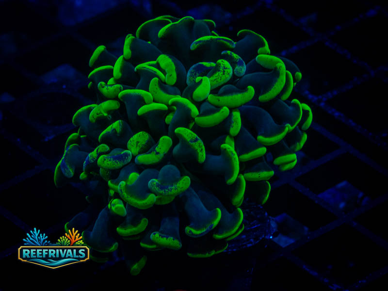 QCC Neon Splatter Hammer WYSIWYG coral image | ReefRivals QCC Neon Splatter Hammer coral image from ReefRivals, listed as Zoanthus sp. and Zoas