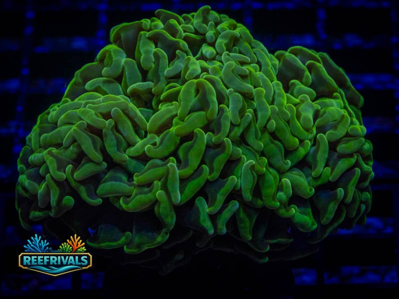 RVL Ultra Hammer coral image from ReefRivals, listed as Fimbriaphyllia ancora and Hammers