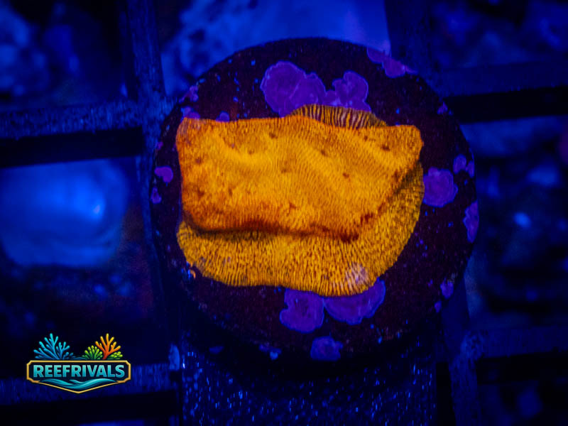 RVL 24K Lepto coral image from ReefRivals, listed as Leptoseris sp. and Encrusting