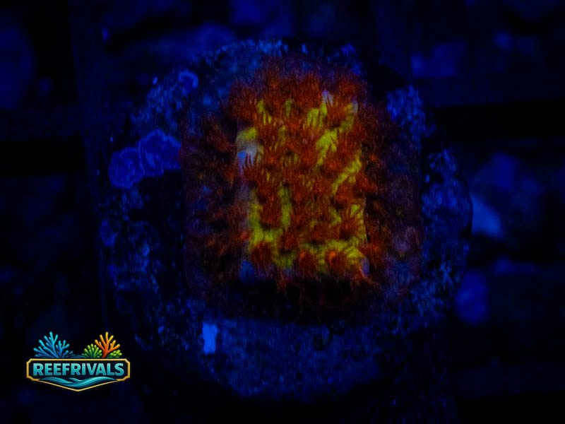 JF Burning Banana Stylo coral image from ReefRivals, listed as Stylocoeniella spp. and SPS Branching