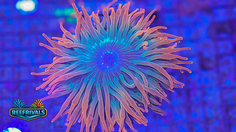 TSA Blackwidow BTA coral image | ReefRivals TSA Blackwidow BTA coral image from ReefRivals, listed as Actiniaria sp. and Soft Coral