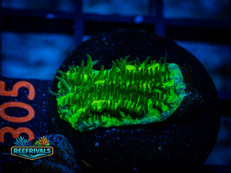 JF Limelight Hydnophora WYSIWYG coral image | ReefRivals JF Limelight Hydnophora coral image from ReefRivals, listed as Hydnophora sp. and SPS Branching