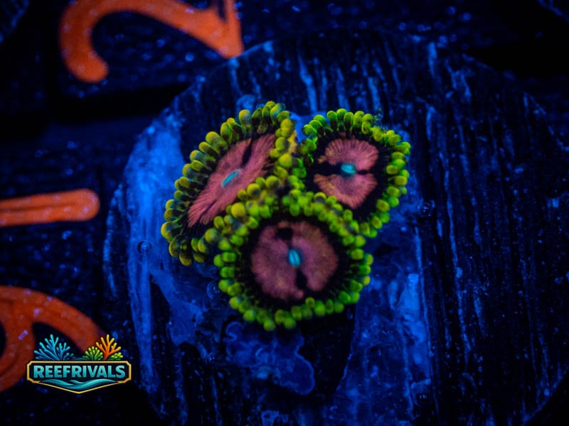 CC Pink Diamonds Zoa WYSIWYG coral image | ReefRivals CC Pink Diamonds Zoa coral image from ReefRivals, listed as Zoanthus sp. and Zoas