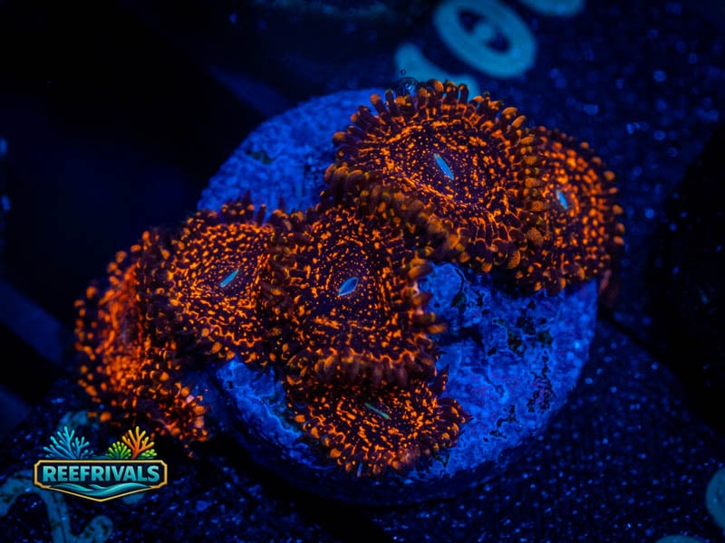 ECC Nightmare 2.0 Zoa coral image from ReefRivals, listed as Zoanthus sp. and Zoas