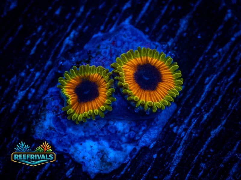 RVL Great Owls Zoa (Collector's Piece) WYSIWYG coral image | ReefRivals RVL Great Owls Zoa (Collector's Piece) coral image from ReefRivals, listed as Zoanthus sp. and Zoas