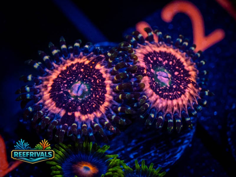 WWC Pink Hippo Zoa coral image from ReefRivals, listed as Zoanthus sp. and Zoas
