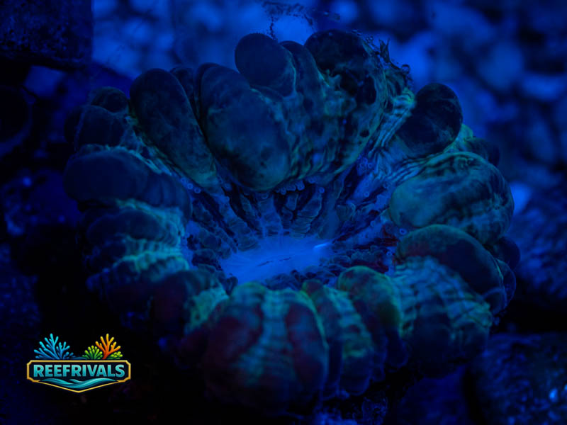 Blue/Green Indo Cynarina WYSIWYG coral image | ReefRivals Blue/Green Indo Cynarina coral image from ReefRivals, listed as Cynarina sp. and LPS Fleshy