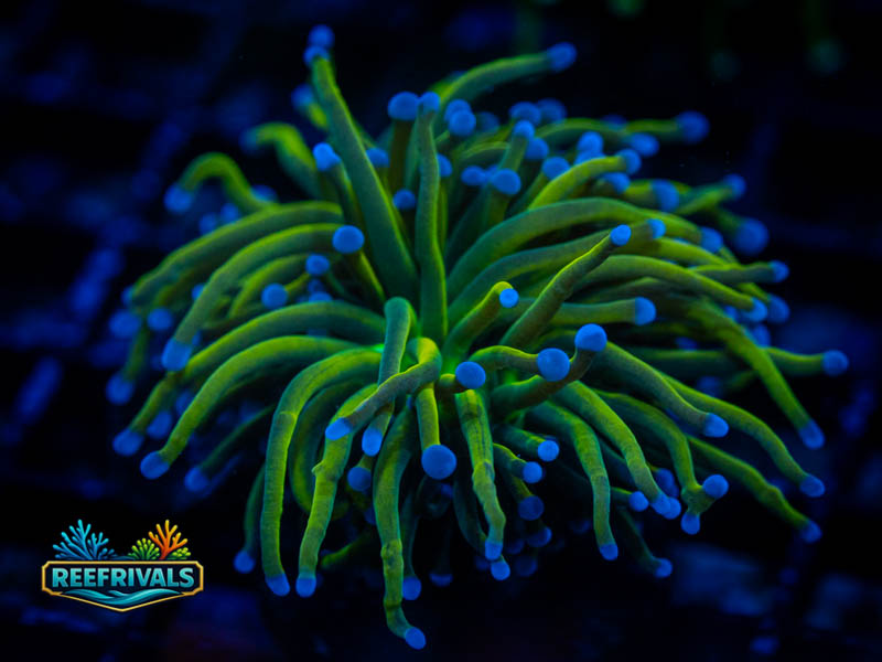 WWC New York Knicks Torch coral image from ReefRivals, listed as Euphyllia glabrescens and Torches