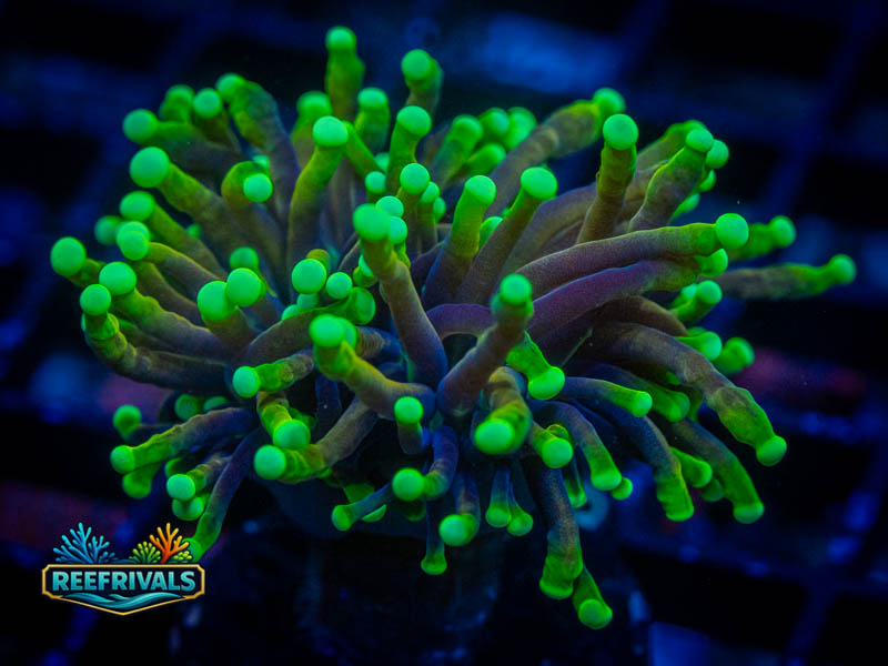 RVL Black Light Torch WYSIWYG coral image | ReefRivals RVL Black Light Torch coral image from ReefRivals, listed as Euphyllia glabrescens and Torches
