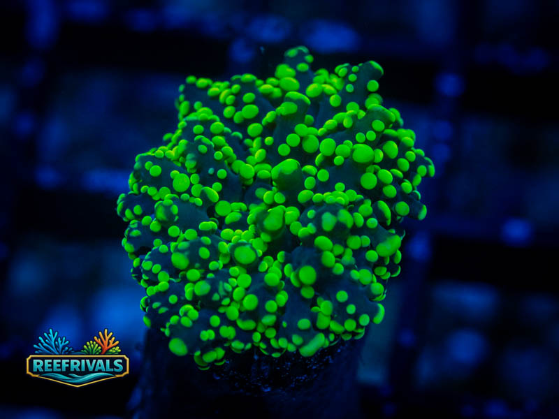 RVL Gonzo PK Octospawn coral image from ReefRivals, listed as Fimbriaphyllia paraancora and LPS Branching