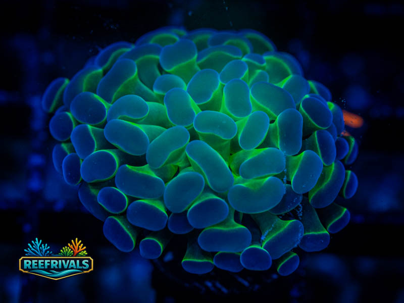 RVL Hologram Hammer coral image from ReefRivals, listed as Fimbriaphyllia ancora and Hammers