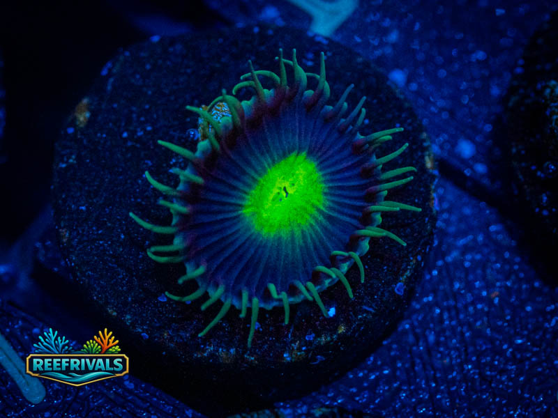 RVL Wormhole Paly WYSIWYG coral image | ReefRivals RVL Wormhole Paly coral image from ReefRivals, listed as Zoanthus sp. and Zoas